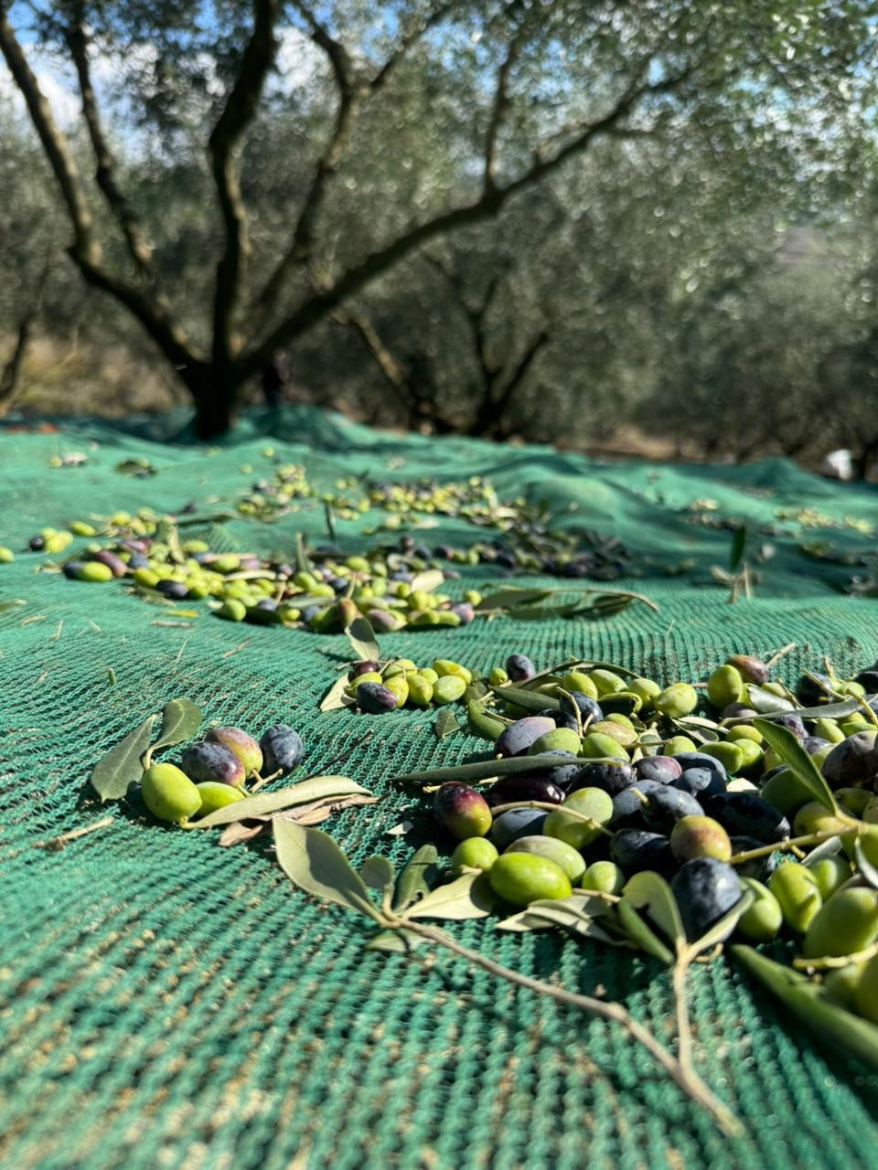 Olive harvest collection