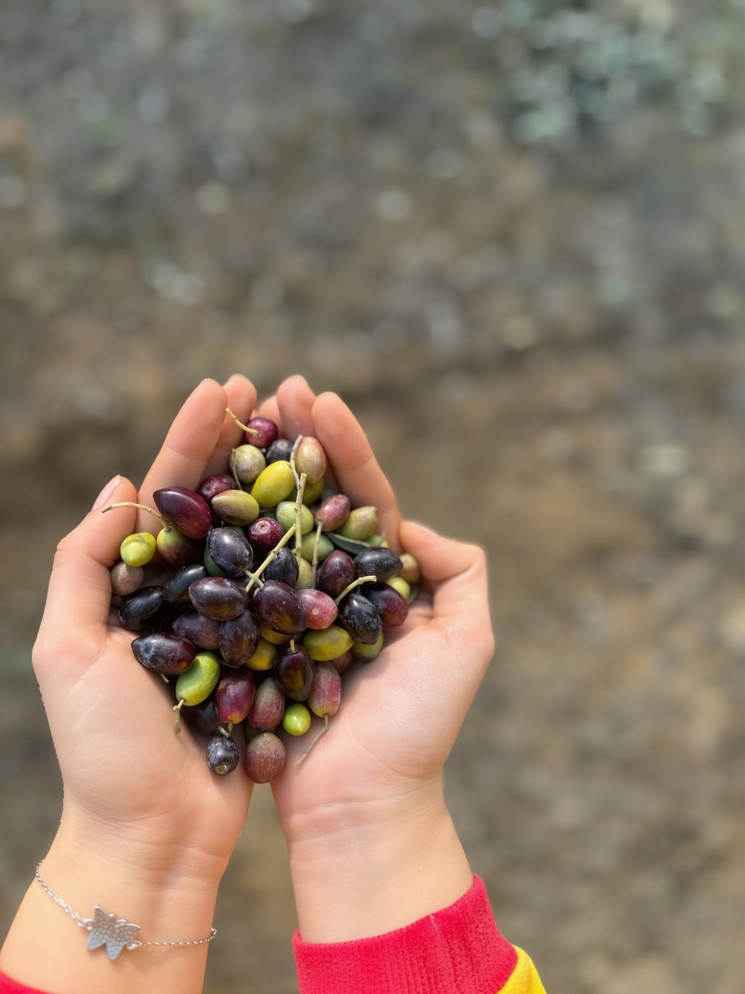 Olives in hands