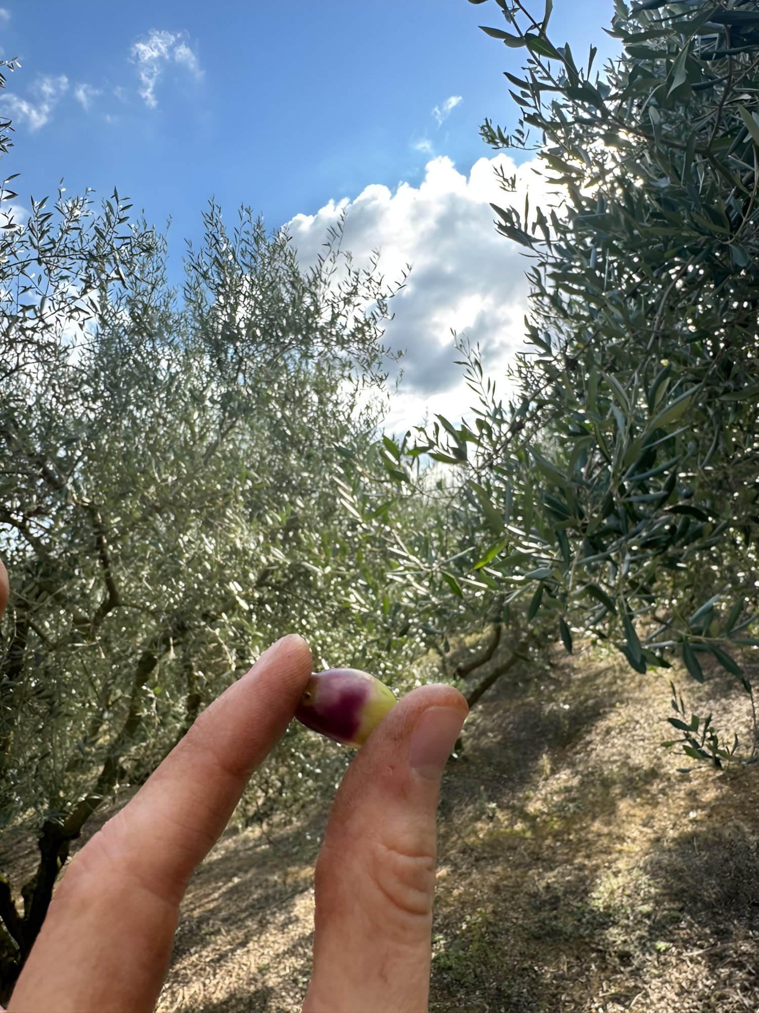 Single olive